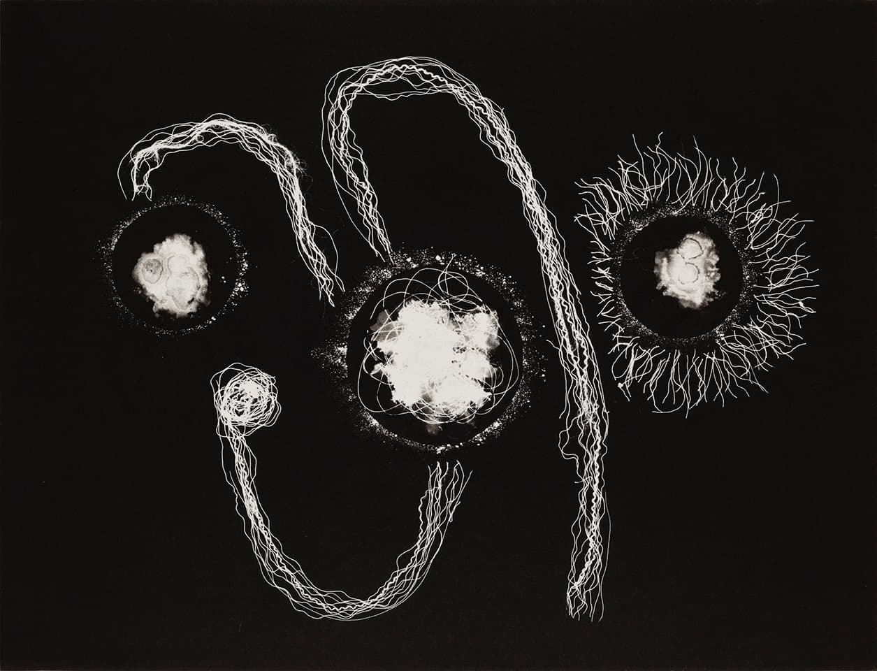 <strong>Heartwork 6</strong>, Susan Aldworth, monoprint, 56 x 76 cms, 2010. Photograph by Peter Abrahams.
