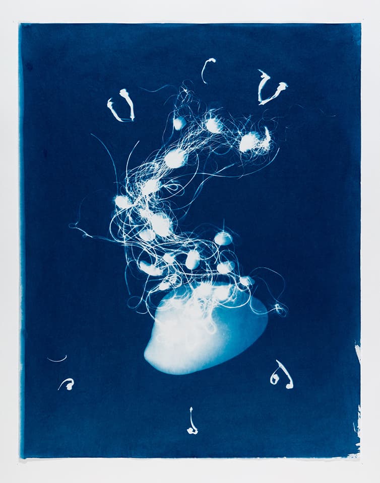 <strong>Out of the Blue 3</strong>, Susan Aldworth, cyanotype, 59 x 47 cms, 2019. Photograph by Peter Abrahams.