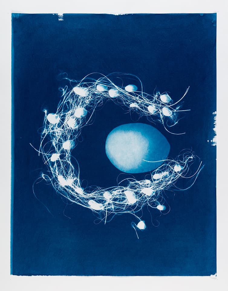<strong>Out of the Blue 4</strong>, Susan Aldworth, cyanotype, 59 x 47 cms, 2019. Photograph by Peter Abrahams.