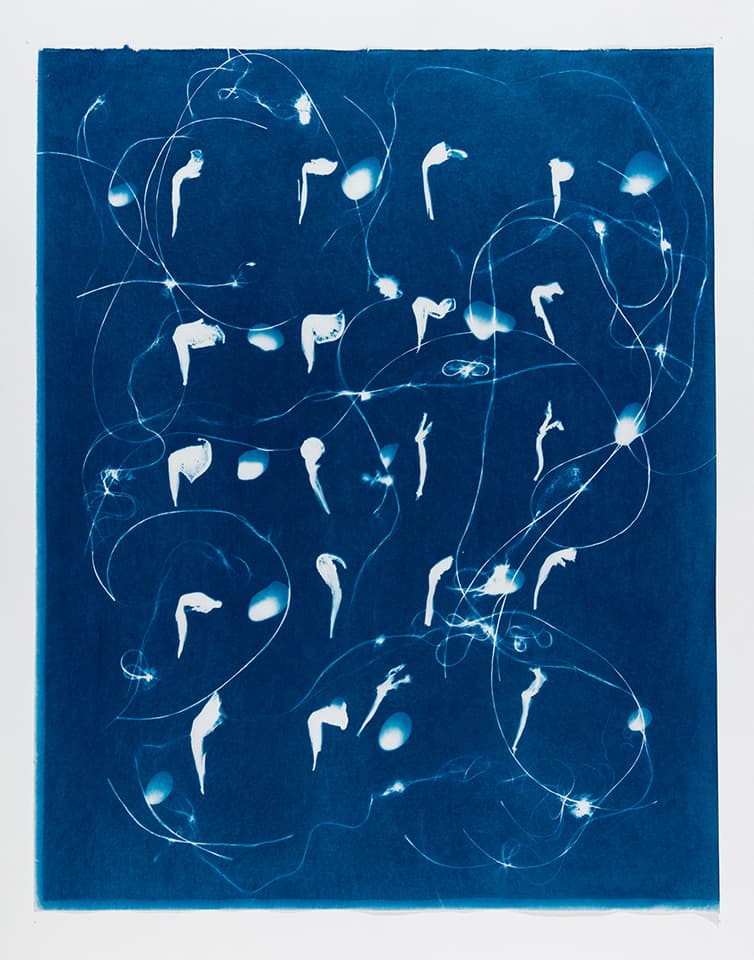 <strong>Out of the Blue 11</strong>, Susan Aldworth, cyanotype, 59 x 47 cms, 2019. Photograph by Peter Abrahams.