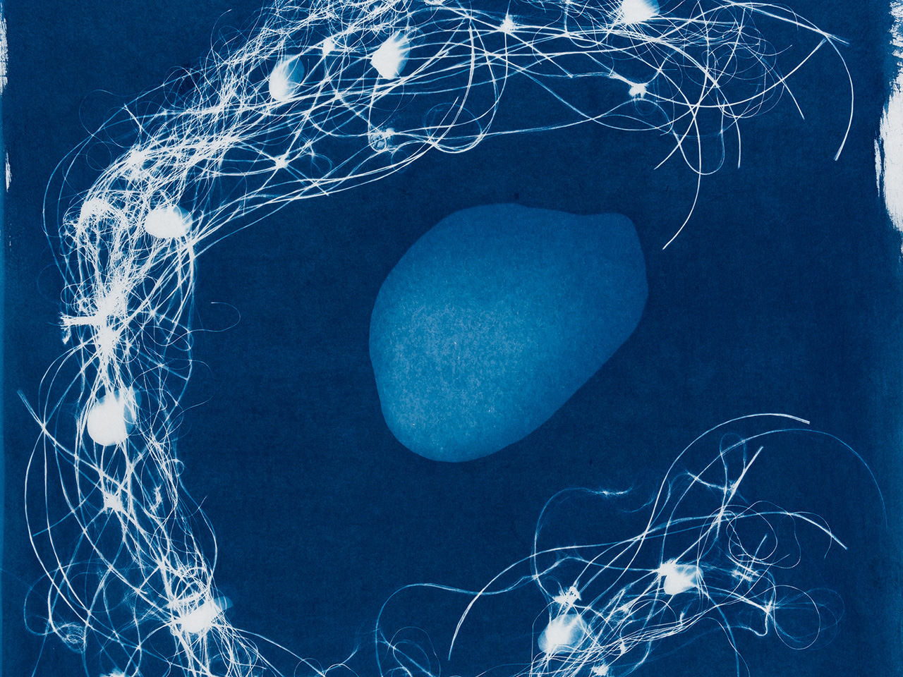 Out of the Blue 6,cyanotype, Susan Aldworth, 2020, 59 x 47 cms